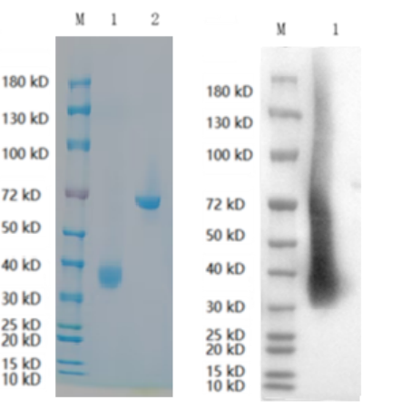 Reducing 4%-20% SDS-PAGE (CBB stained) and WB (Anti-His Mouse Monoclonal antibody) analysis profiles of purified FSTL3.
1. FSTL3: 1 μg
2. BSA: 1 μg